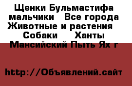 Щенки Бульмастифа мальчики - Все города Животные и растения » Собаки   . Ханты-Мансийский,Пыть-Ях г.